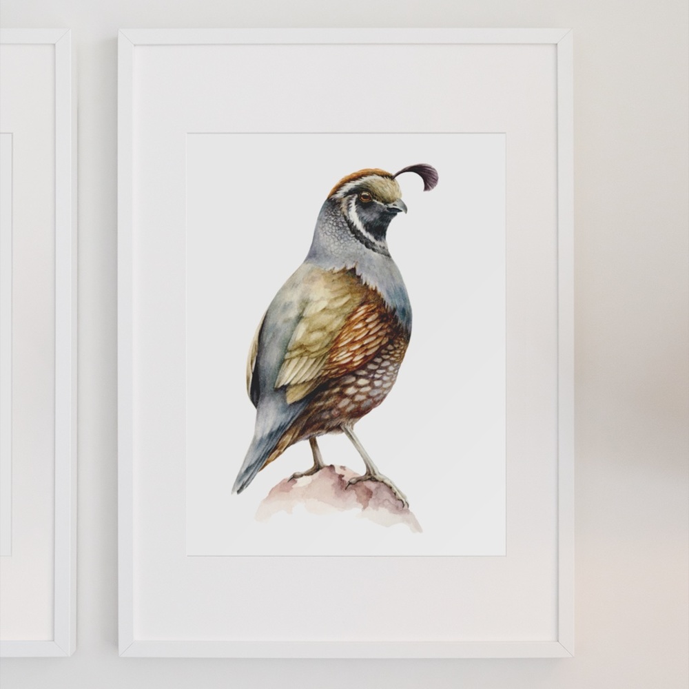 Quail Bird Wall Art Watercolor Illustration Print Poster Card Unframed - Picture 3 of 7